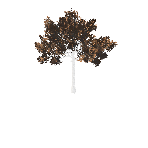 BeecthTree02Fall_afsTREE_xmvcb _xlod01_xlp